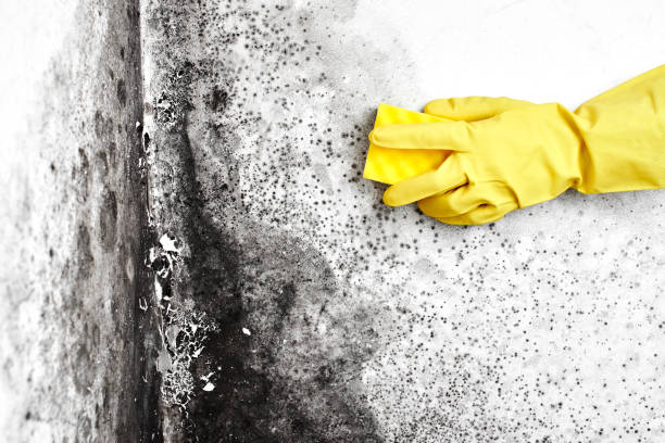 Best Mold Remediation Services  in Sheridan, WY
