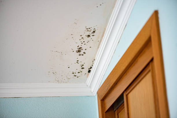 Sheridan, WY Mold Removal Company