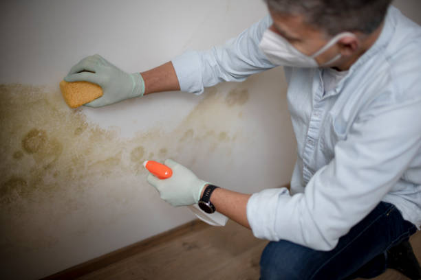 Best Emergency Mold Removal  in Sheridan, WY