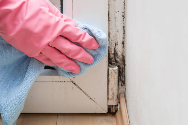 Best Local Mold Removal Service  in Sheridan, WY